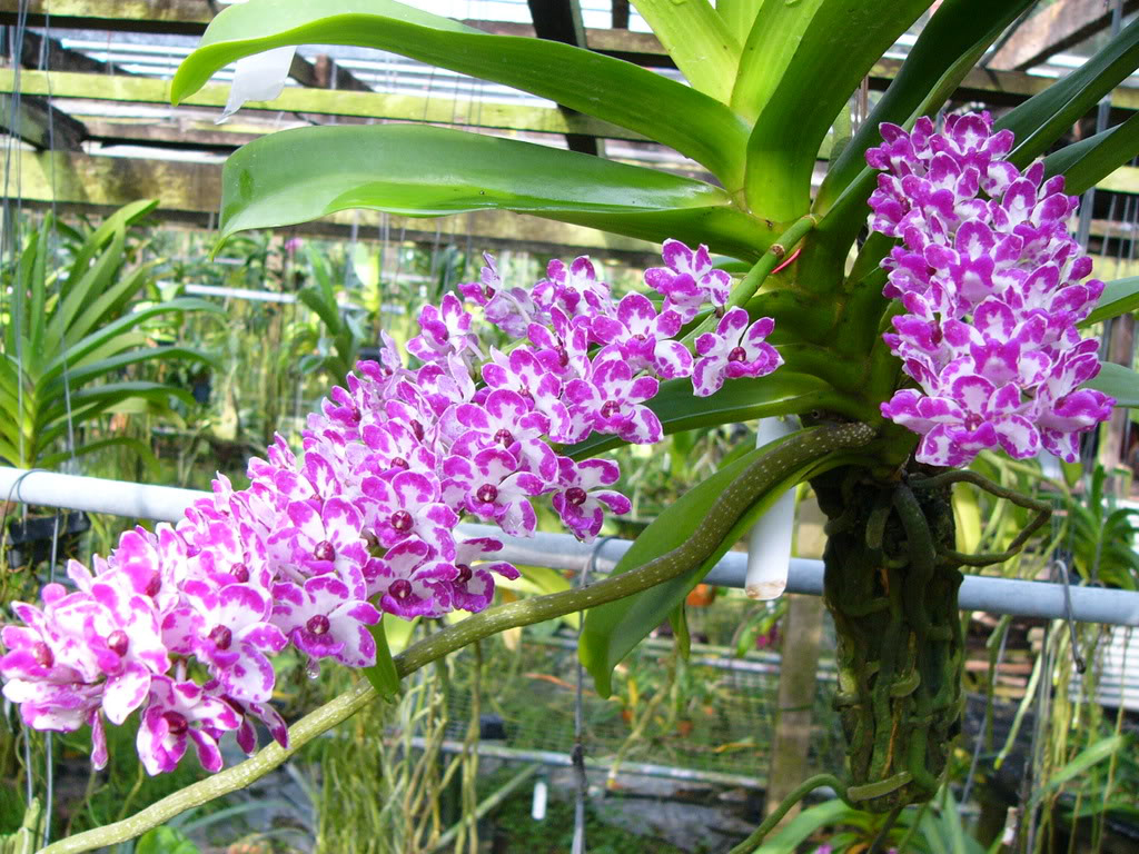 hoa-lan hoa-lan